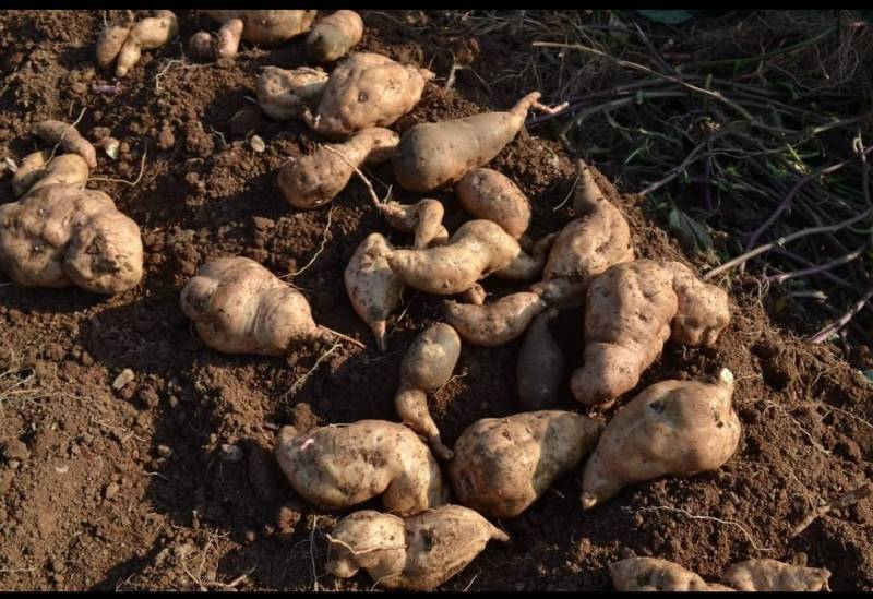 Manger sainement quand on est intolérant au gluten et au lactose à Aix en Provence grâce à la farine de patate douce blanche ?